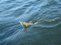 bodden 2013 0110
