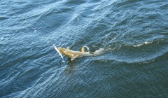 bodden 2013 0110