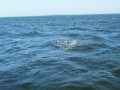 bodden 2013 0113