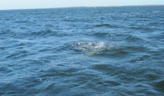 bodden 2013 0113