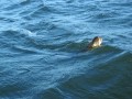 bodden 2013 0114