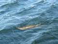 bodden 2013 0116