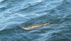 bodden 2013 0116