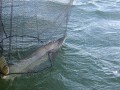 bodden 2013 0118
