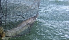 bodden 2013 0118