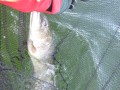 bodden 2013 0119