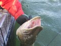 bodden 2013 0120