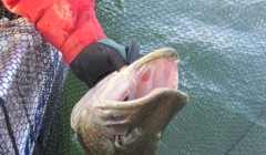 bodden 2013 0120
