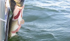 bodden 2013 0122