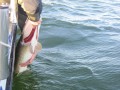 bodden 2013 0123