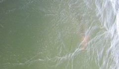 bodden 2013 0126