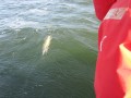 bodden 2013 0128