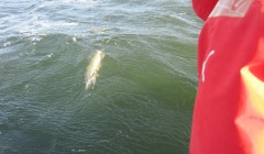 bodden 2013 0128