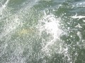 bodden 2013 0129