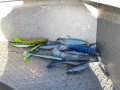 bodden 2013 0131