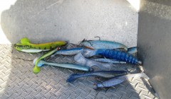 bodden 2013 0131